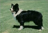 picture of dog