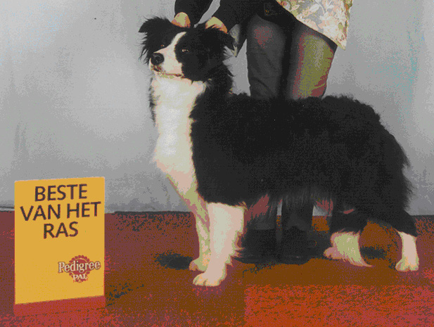 picture of dog
