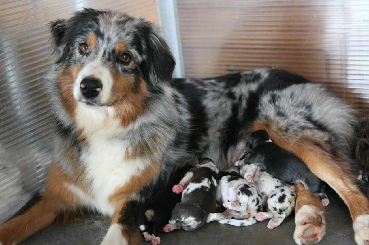 Newborn sales aussie puppies